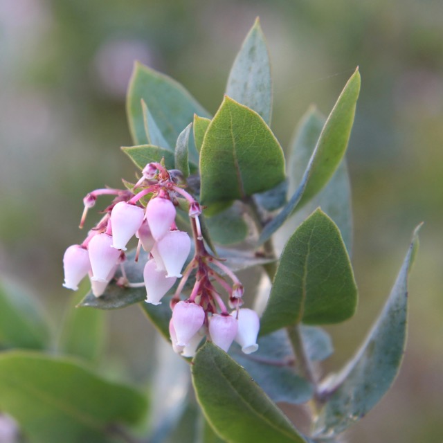 manzanita