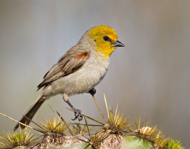 spring birdwatching verdin