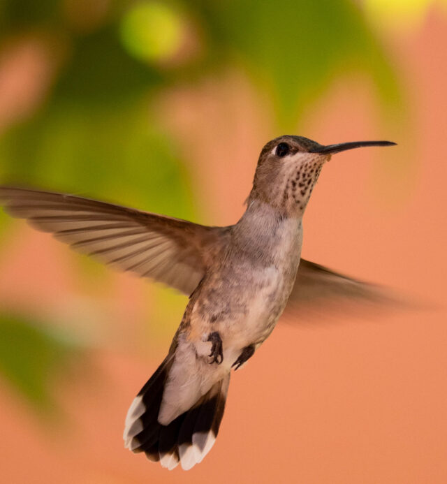 hummingbird