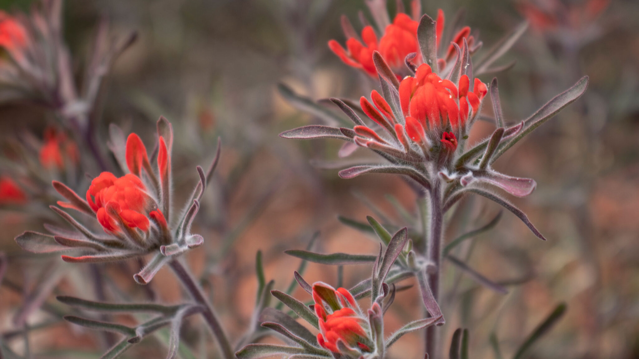 Spring Wildflowers Hikes Sedona Arizona 